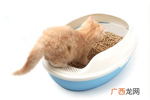 劣质猫砂对猫的危害便宜好用的猫砂推荐