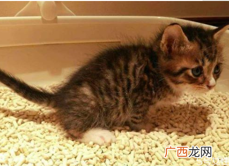 劣质猫砂对猫的危害便宜好用的猫砂推荐