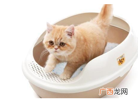 劣质猫砂对猫的危害便宜好用的猫砂推荐
