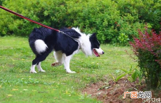 遛狗多长时间最合适早上先遛狗还是先喂食