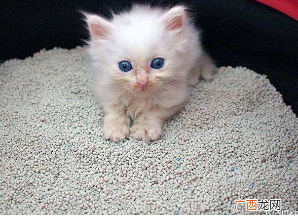 猫砂盆放在什么地方合适猫砂放卧室对人身体有害吗