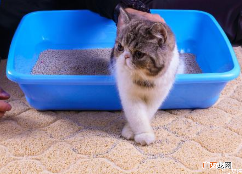 猫砂盆放在什么地方合适猫砂放卧室对人身体有害吗