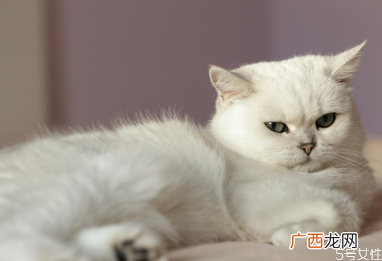 猫砂多久换一次猫砂可以不换一直加吗