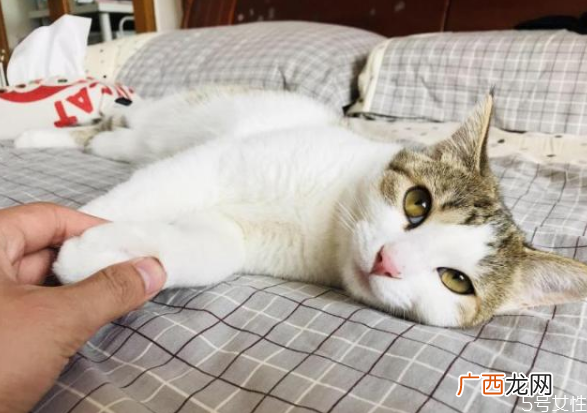 猫对主人的记忆有多久猫咪换主人会难过吗