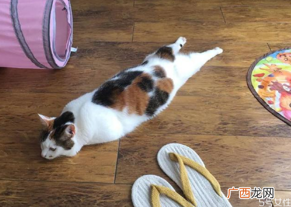猫对主人的记忆有多久猫咪换主人会难过吗