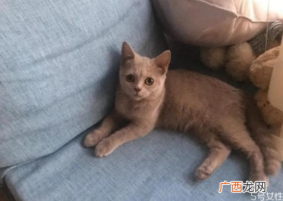 猫对主人的记忆有多久猫咪换主人会难过吗