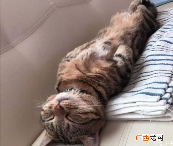 猫为什么喜欢睡床尾猫咪睡觉位置和主人关系