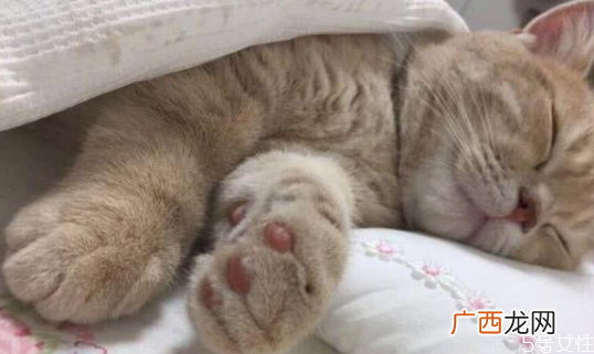 猫为什么喜欢睡床尾猫咪睡觉位置和主人关系