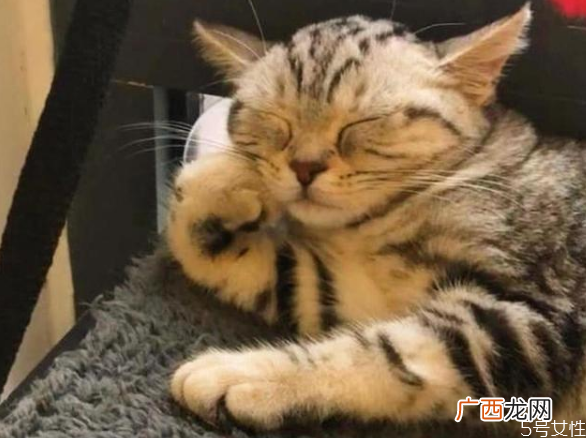 猫为什么喜欢睡床尾猫咪睡觉位置和主人关系