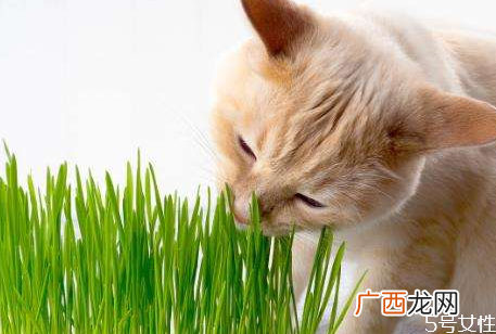 猫草怎么种猫草多大可以吃