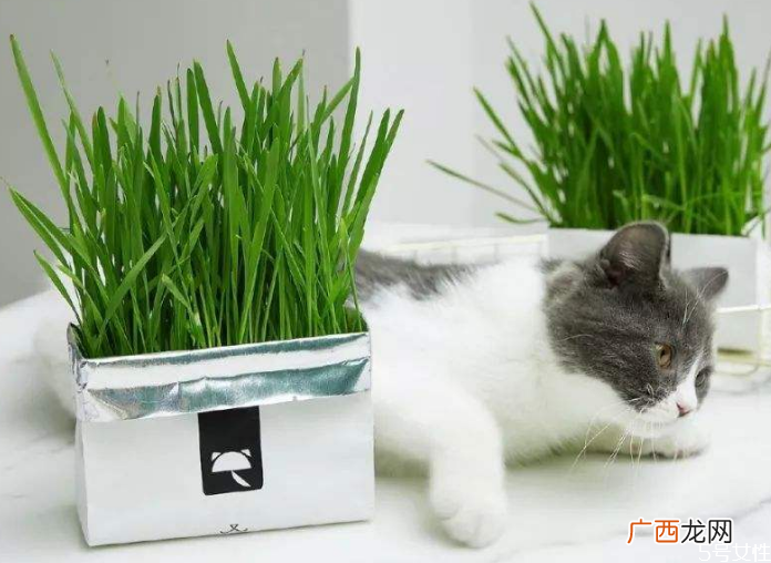 猫草怎么种猫草多大可以吃