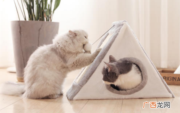 猫草怎么种猫草多大可以吃