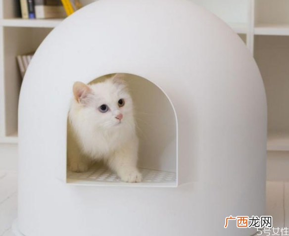 猫乱尿什么原因猫乱尿怎么解决
