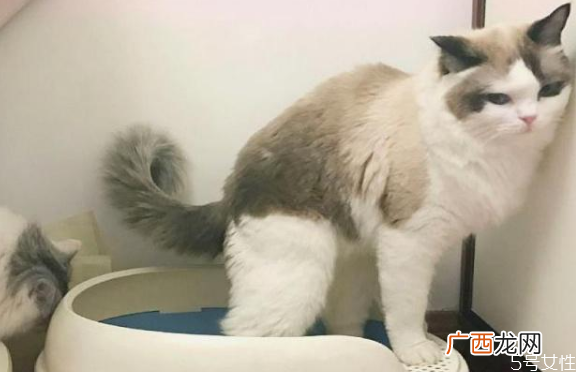 猫乱尿什么原因猫乱尿怎么解决