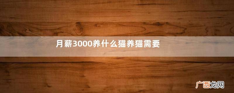 月薪3000养什么猫养猫需要准备什么东西