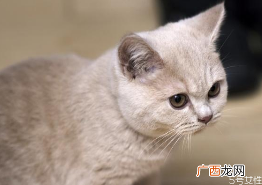 月薪3000养什么猫养猫需要准备什么东西