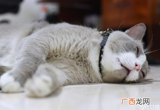 月薪3000养什么猫养猫需要准备什么东西