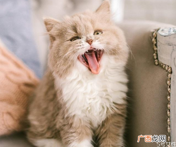 月薪3000养什么猫养猫需要准备什么东西