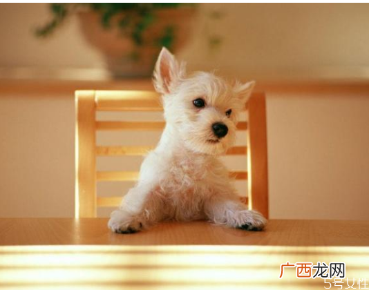 狗狗呕吐是怎么回事狗狗呕吐注意事项