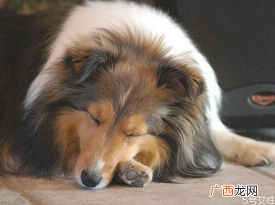 狗狗呕吐是怎么回事狗狗呕吐注意事项