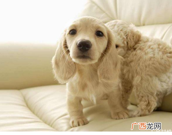 狗拉稀怎么办狗狗拉稀什么原因