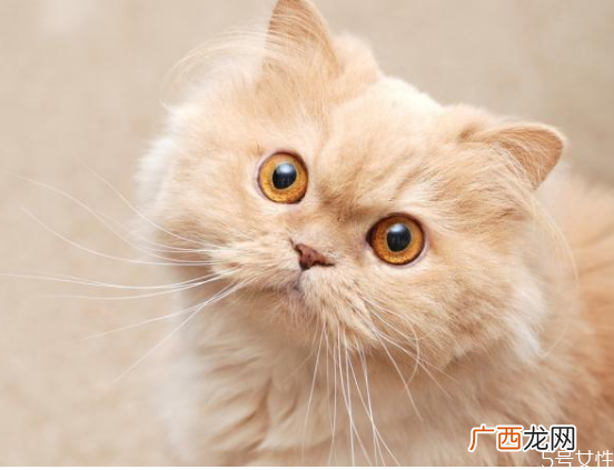 对猫最有效的惩罚猫的道歉方式