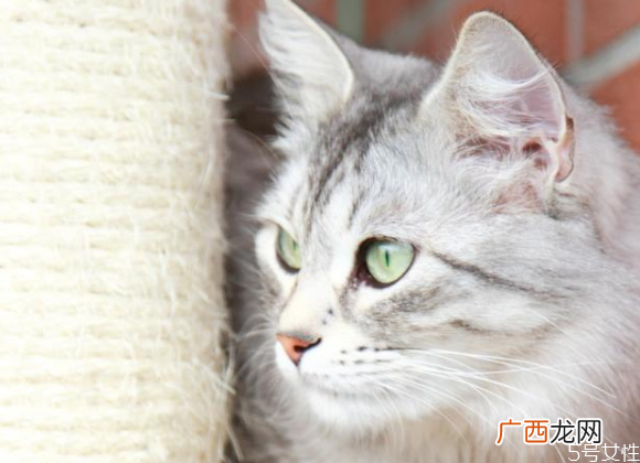 对猫最有效的惩罚猫的道歉方式