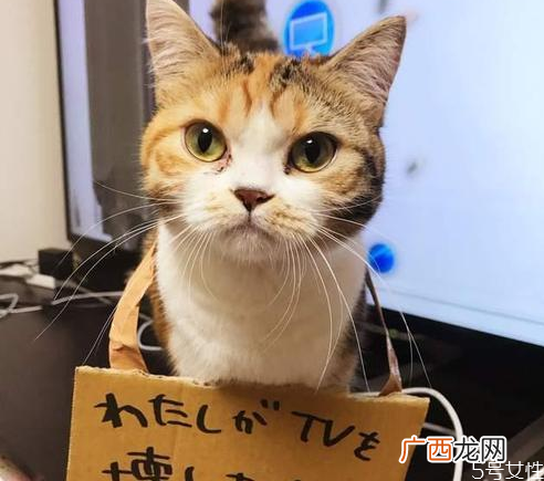 对猫最有效的惩罚猫的道歉方式