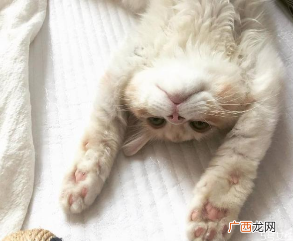怎么和猫培养感情快速让猫信任新主人