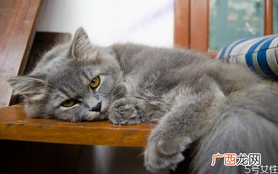 怎么和猫培养感情快速让猫信任新主人