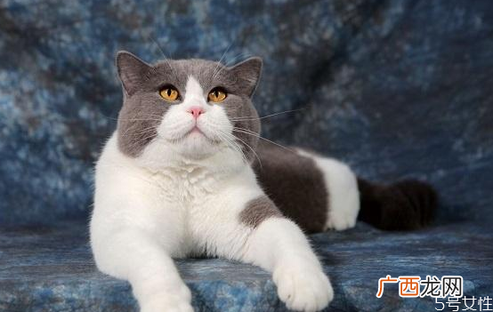 养哪种猫比较好养猫不要养下面5种猫