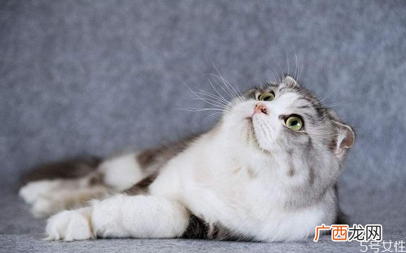 养哪种猫比较好养猫不要养下面5种猫