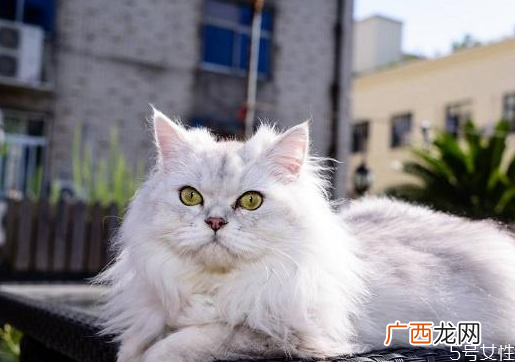 养哪种猫比较好养猫不要养下面5种猫