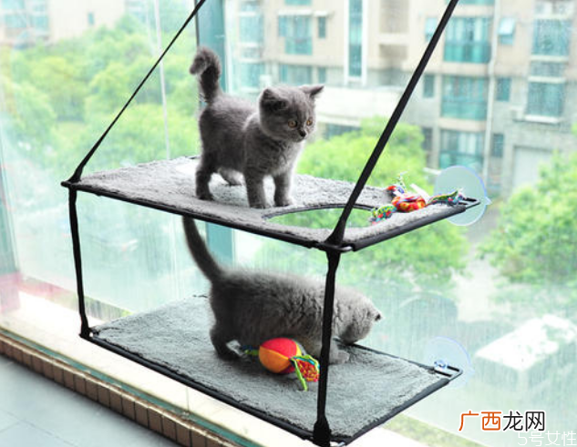 养猫一定要买猫爬架吗猫爬架适合几个月的猫