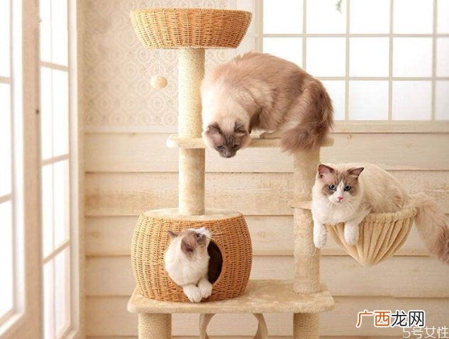 养猫一定要买猫爬架吗猫爬架适合几个月的猫