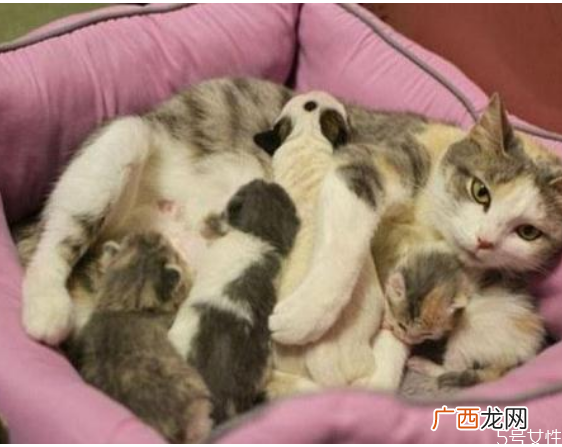 猫咪坐月子吃什么好产后母猫如何补充营养