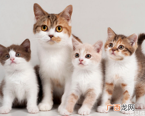 猫咪坐月子吃什么好产后母猫如何补充营养