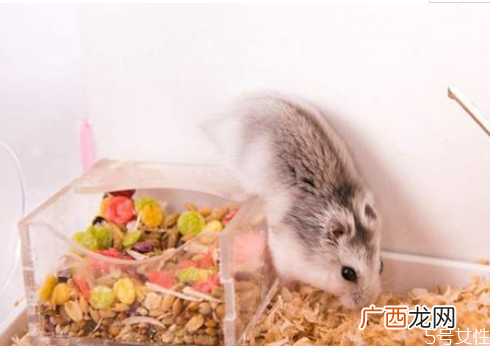仓鼠不想养了能放生吗不想养仓鼠了怎么处理