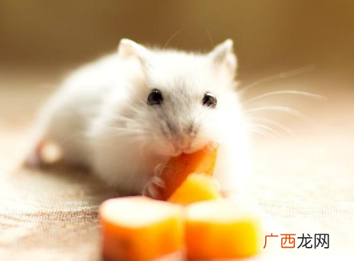 仓鼠不想养了能放生吗不想养仓鼠了怎么处理