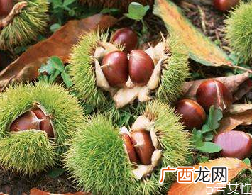 板栗里有虫子还能吃吗板栗有虫子该怎么去除