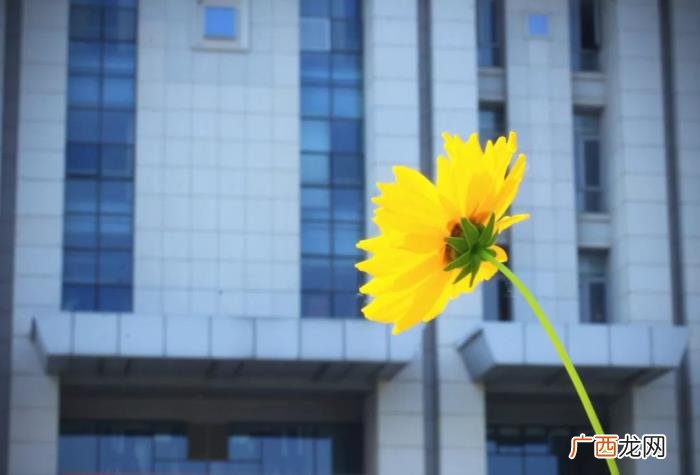 东南大学双胞胎勤工俭学报答父母 报答父母