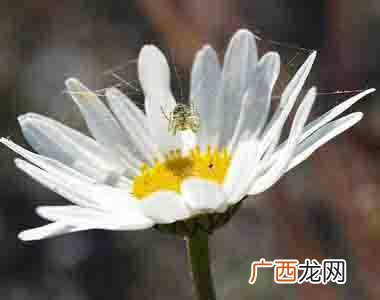 百度蜘蛛抓取规则