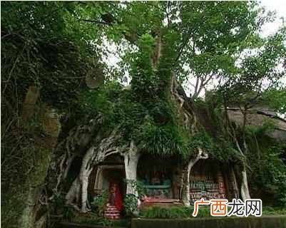 从经典的大树理论来看如何做一个成功的网站