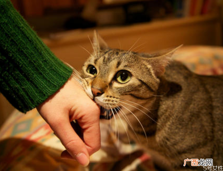被猫抓了多久确认没事被猫抓伤发病的前兆