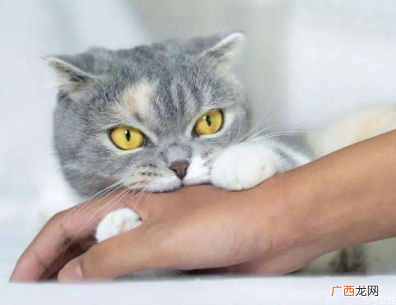 被猫抓了多久确认没事被猫抓伤发病的前兆