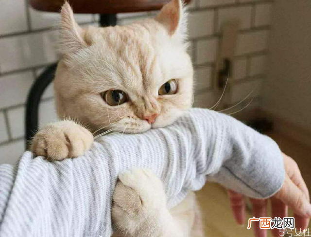 被猫抓了多久确认没事被猫抓伤发病的前兆