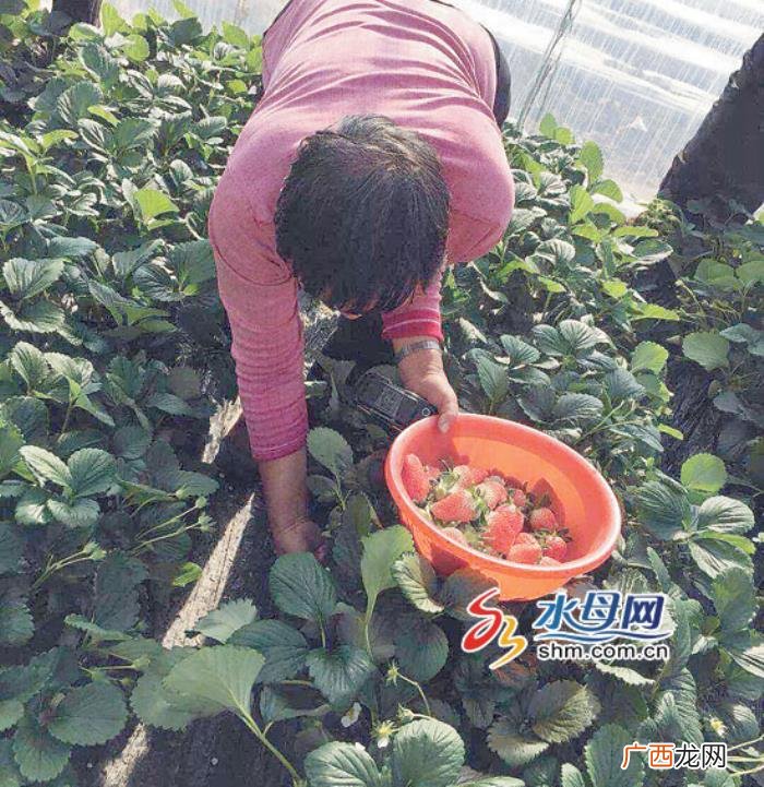 龙口霍家村,龙口兰高镇后霍家村发力产业化种植