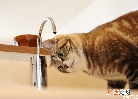 猫冬天喝冷水还是温水冬天猫咪喝水需要加热吗