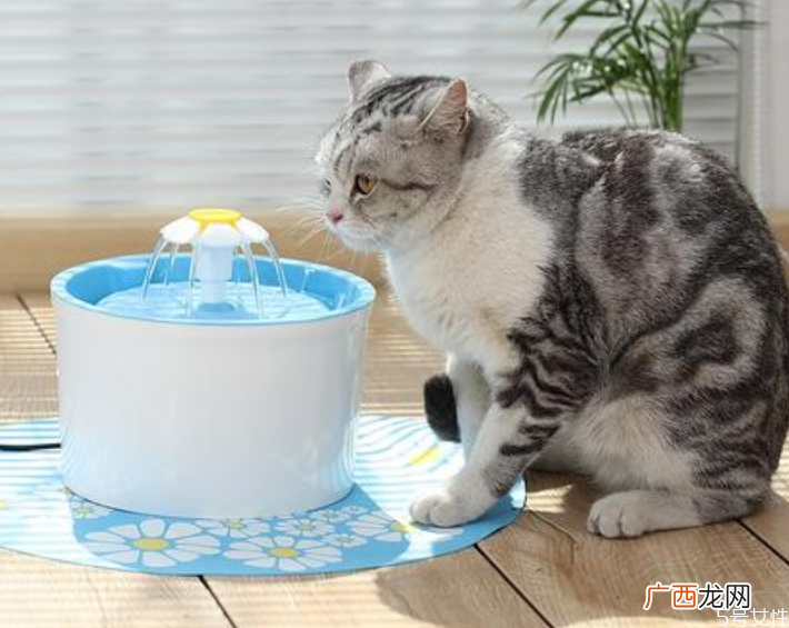 猫冬天喝冷水还是温水冬天猫咪喝水需要加热吗