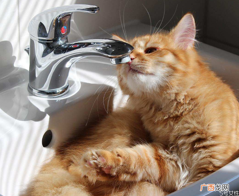 猫冬天喝冷水还是温水冬天猫咪喝水需要加热吗